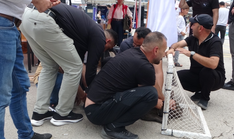 Pitbull Dehşeti! Alışveriş Merkezinde Kanlı Saldırı