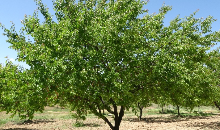 Zirai Don Desteği Bayram Sonrası! Çiftçiye Ağaç Bazlı Destek Ödemesi Yapılacak