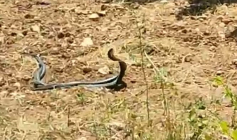Akçadağ’da Kayısı Bahçesinde Yılan Dansı!