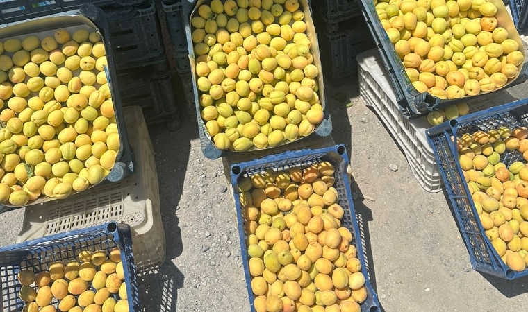 Kayısı Yandı Denilen Malatya’da Tezgahta Kilosu 150 Lira!