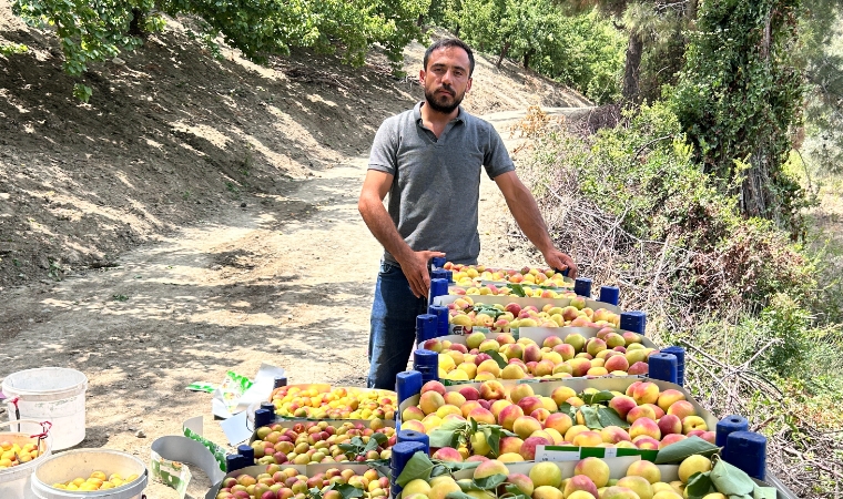 Malatya’da Don, Arsuz’da Bolluk! Kayısı Pazarı Karıştı