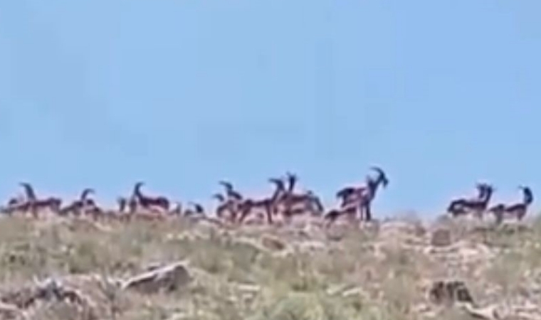 Yaban Keçileri Dağlardan Kayısı Bahçelerine İndi