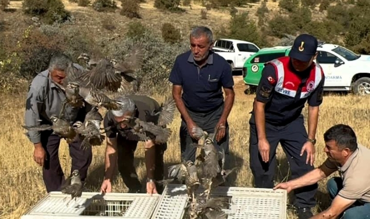 Doğaya Salınan Keklikler Kenelere Karşı Doğal Savaş Başlattı