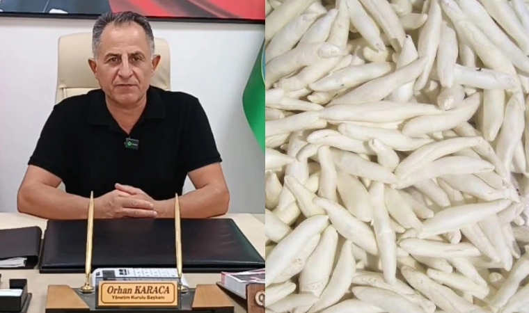 Darende’nin Altın Değeri Kenger Sakızı Tescil Yolunda