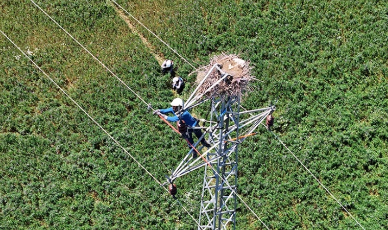 Göç Yollarında Elektrik Tuzağına Son: Fırat EDAŞ’tan Kuşlara Can Kalkanı