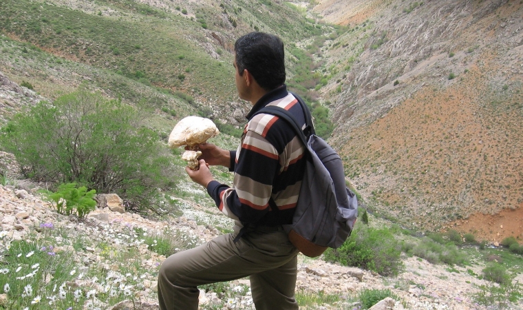 Alişan HAYIRLI / Bir Mantar Uğruna…