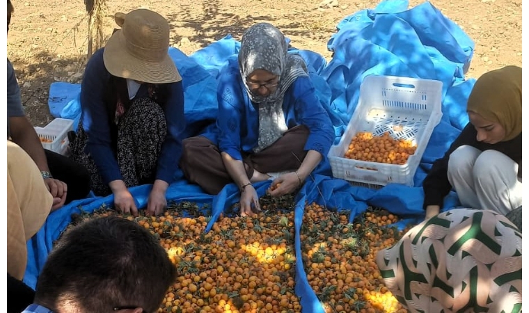 Hekimhan’ın Dağları Şifa Deposu Alıçla Doldu!