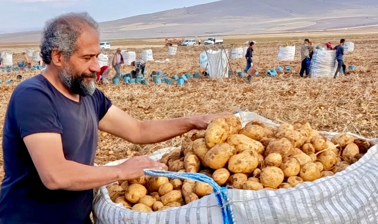 Malatya Darende Türkiye’nin Patates Üssü Oluyor: Niğde Patatesini Geride Bırakan Lezzet