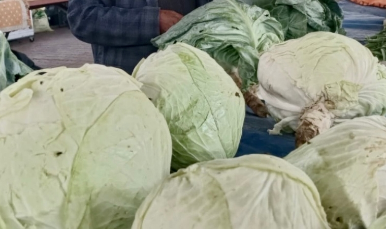İlaçsız Yetiştirilen Göyyar Lahanası, Gastronomi Turizminin Yeni Yıldızı Oluyor!