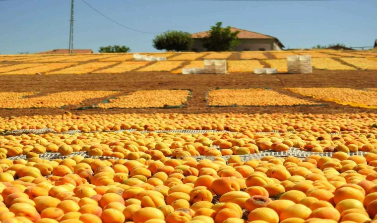 KAYISIYI MALATYA ÜRETİYOR… SAHİPLİĞİ BASKİL’E YAZIYORLAR, MİLLETVEKİLLERİ DE BAKIYOR