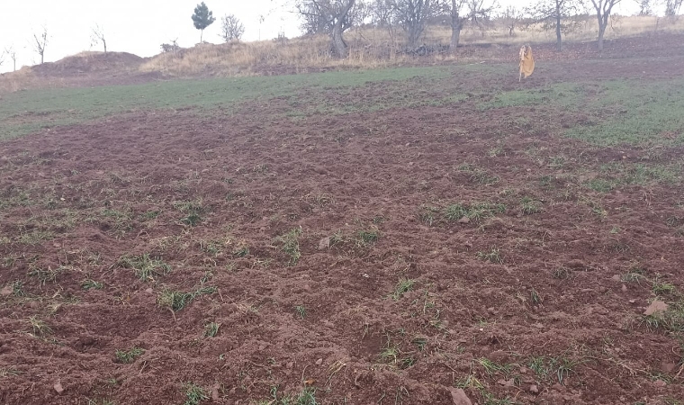 Malatya’da Çiftçiler Çaresiz: Domuzlar Yüzünden Geçim Kaynakları Tehlikede