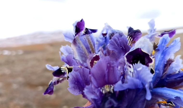 Kışın Ortasında Bahar Müjdesi: Darende Dağları Nevruz Çiçekleriyle Süslendi