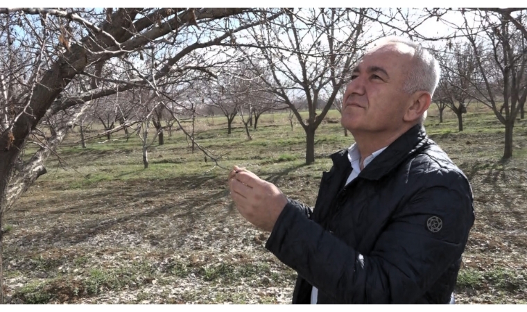 Malatya Kayısısında Rekolte Beklentisi Netleşti! İşte Yeni Sezonun Tahmini Rakamları