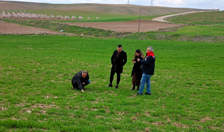 Yazıhan'da Buğday Tarlaları Mercek Altına Alındı: Teknik Ekipler Sahaya İndi