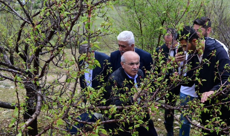 Kayısı Bahçelerinde Hasar Büyük: Envanter Çalışması Başlatıldı