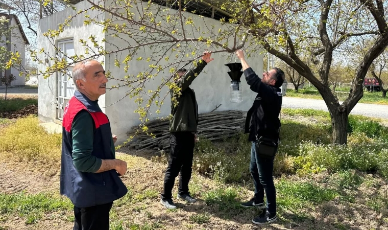 Malatya Kayısısı İçin Alarm Verildi: Kahverengi Kokarcaya Karşı Tuzaklar Kuruldu