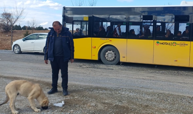 MOTAŞ Şoförü Yalçın Bulut Patisine Taş Batan Köpeği Elleriyle Kurtardı