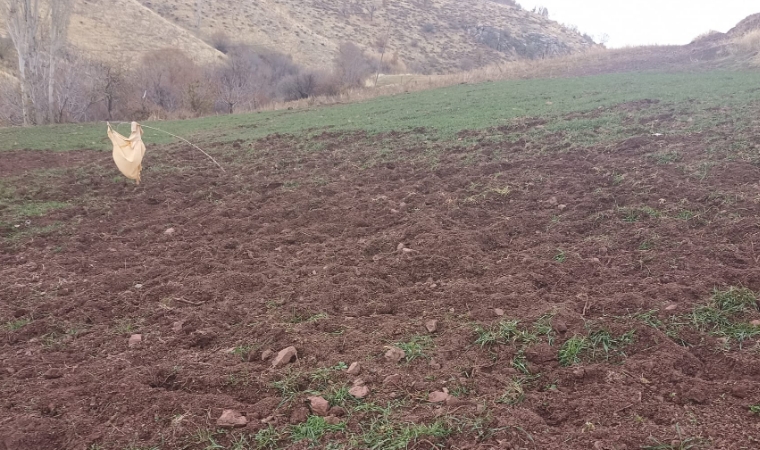 Pütürge’de Yaban Domuzu İstilası Çiftçinin Emeğini Bir Gecede Yok Ediyor