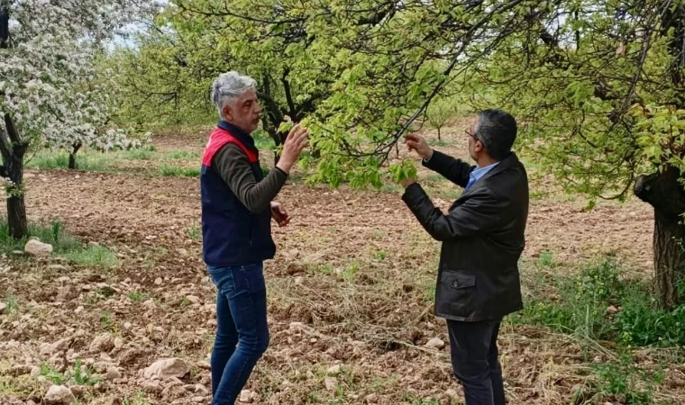 Üreticinin Gözü Kulağı Sahada: Tarım Müdürlüğü Ekipleri Ürün Bazlı İnceleme Başlattı