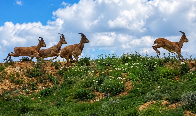 Darende’de Gece Kurt Sürüsü Gündüz İse Yaban Keçileri Cep Telefonu Kamerasına Yansıdı