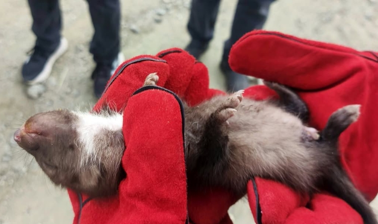Doğanşehir'de Annesiz Kalan Yavru Sansar İçin Ekipler Seferber Oldu