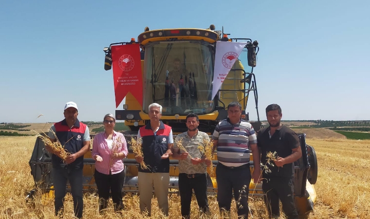 Atıl Araziler Yeşerdi! Nohut Hasadında Hedef 500 Ton