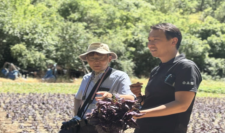 Japon Heyeti Arapgir'in Mor Reyhanına Hayran Kaldı