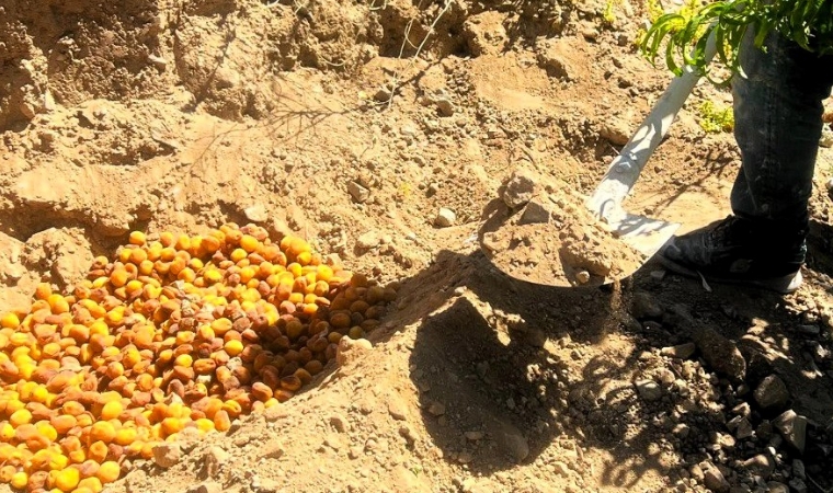 Malatya'da Skandalı Ekipler Patlattı! Kayısılar Tek Tek İmha Edildi