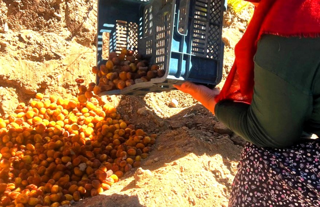 Malatya'da Skandalı Ekipler Patlattı! Kayısılar Tek Tek İmha Edildi