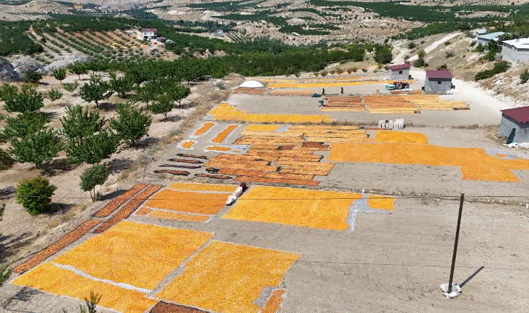 1.800 Rakımda Kayısı Bereketi! Kurşunlu’da Hasat Yeni Başladı