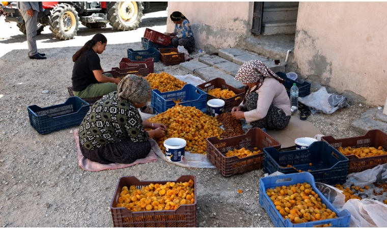 Kayısıda Fiyat Çöküşü Üreticiyi ve İşçiyi Mağdur Etti