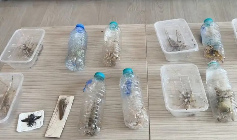 Nemrut Dağı Milli Parkı’nda Biyokaçakçılık Yapan Yabancı Uyruklu Şahıslara Ceza Yağdı
