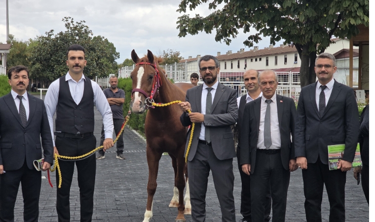 Sultansuyu’nun Tayları İstanbul’da 51,6 Milyon Liraya Satıldı
