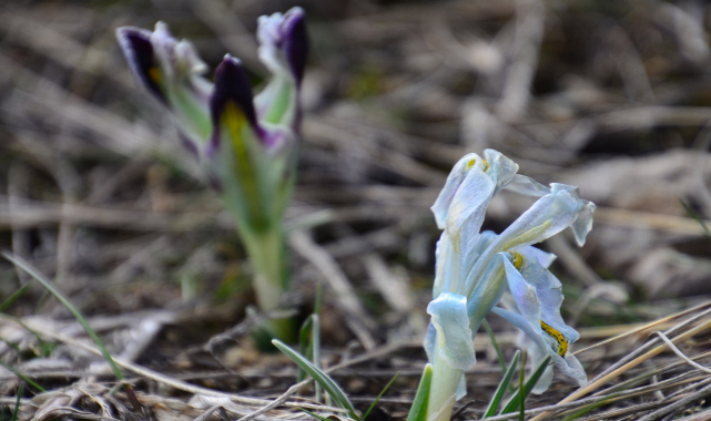 Yıllardır nevruz fotoğrafı çekiyorum ilk defa böylesine rastladım: Nevruzlar yanmış...