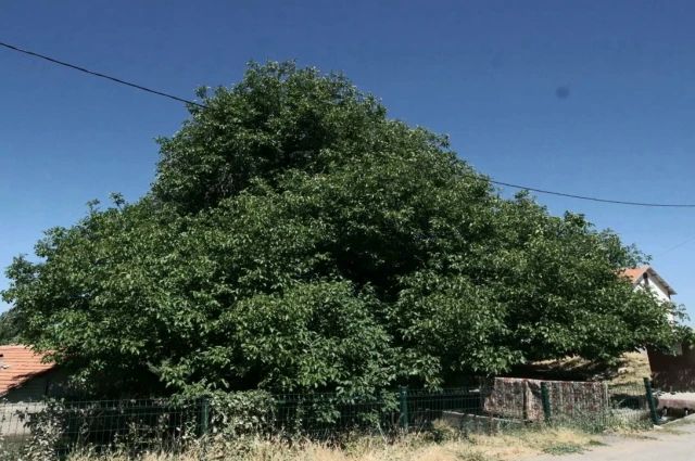 Malatya Hekimhan İlçesi Dursunlu Mahallesinde Dört Yüzyılık Ceviz Ağacı