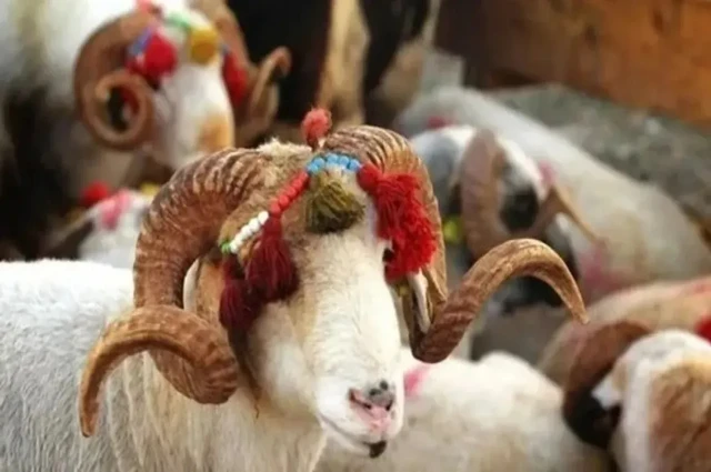 Kurban, Kurbiyet, Gurbet, Garib..