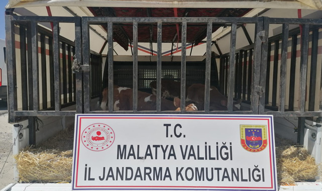 2 hayvan hırsızı kıskıvrak yakalandı!