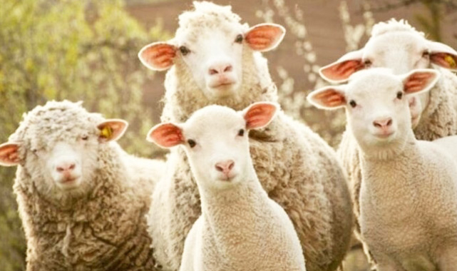 DİKKAT! Derneklere, vakıflara ve cemaatlere "kurban" düşmez