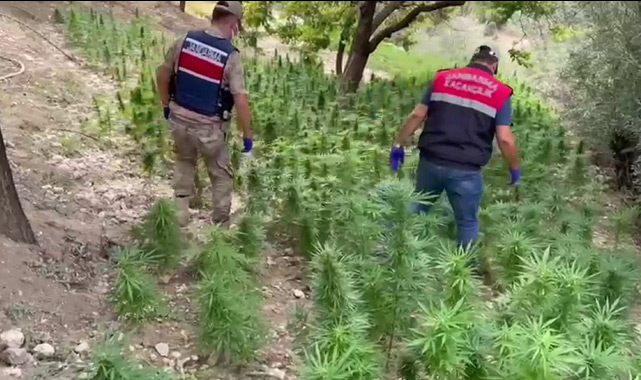 Kayısı bahçesi görünümlü kenevir tarlası