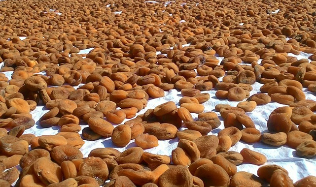 Kuru kayısı ihracat miktarı ve rakamı açıklandı