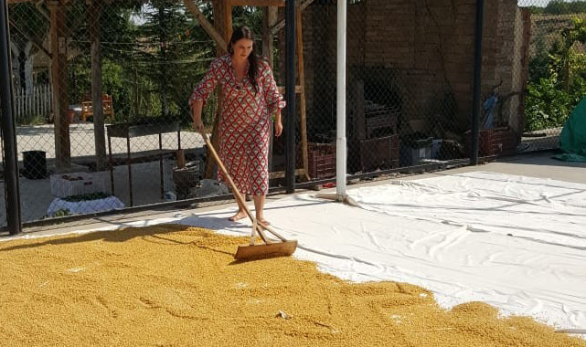 Malatya'nın buğdayı belgeselde tanıtılacak