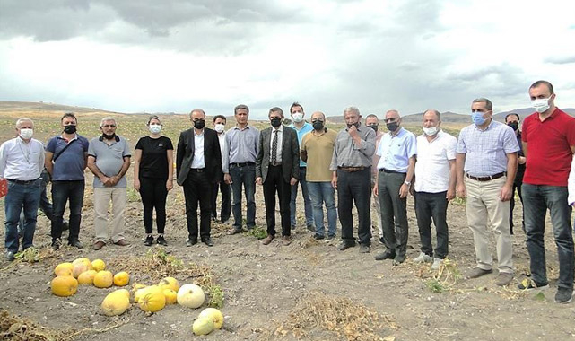 Çerezlik kabak hasadı başladı