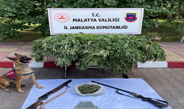 Evin bahçesinden 44 kök kenevir çıktı