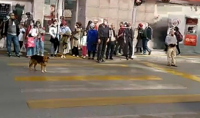 Akıllı köpekten trafik dersi!