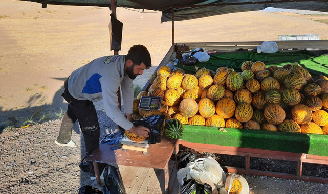Kavunda şimdi hasat zamanı