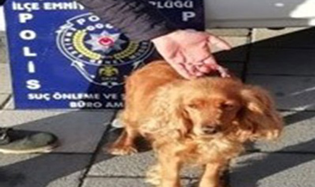 Kaçak köpek sahibine teslim edildi