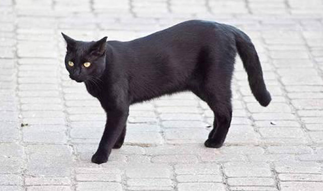 Kara Kedi