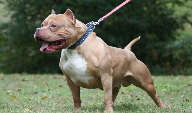 "Pitbull"larla ilgili dikkat çeken detay!
