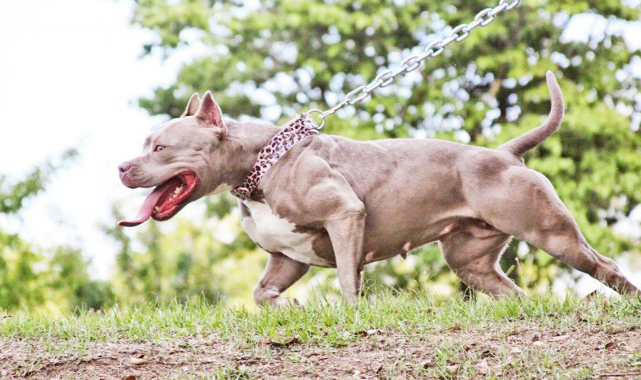 Pitbull sahipleri hakkında çarpıcı tespit