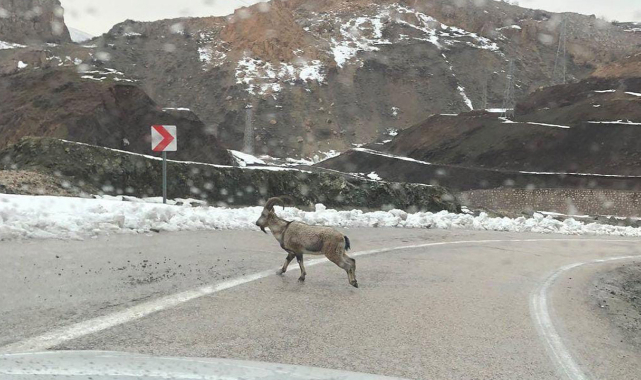 Dağ keçileri karayoluna indi